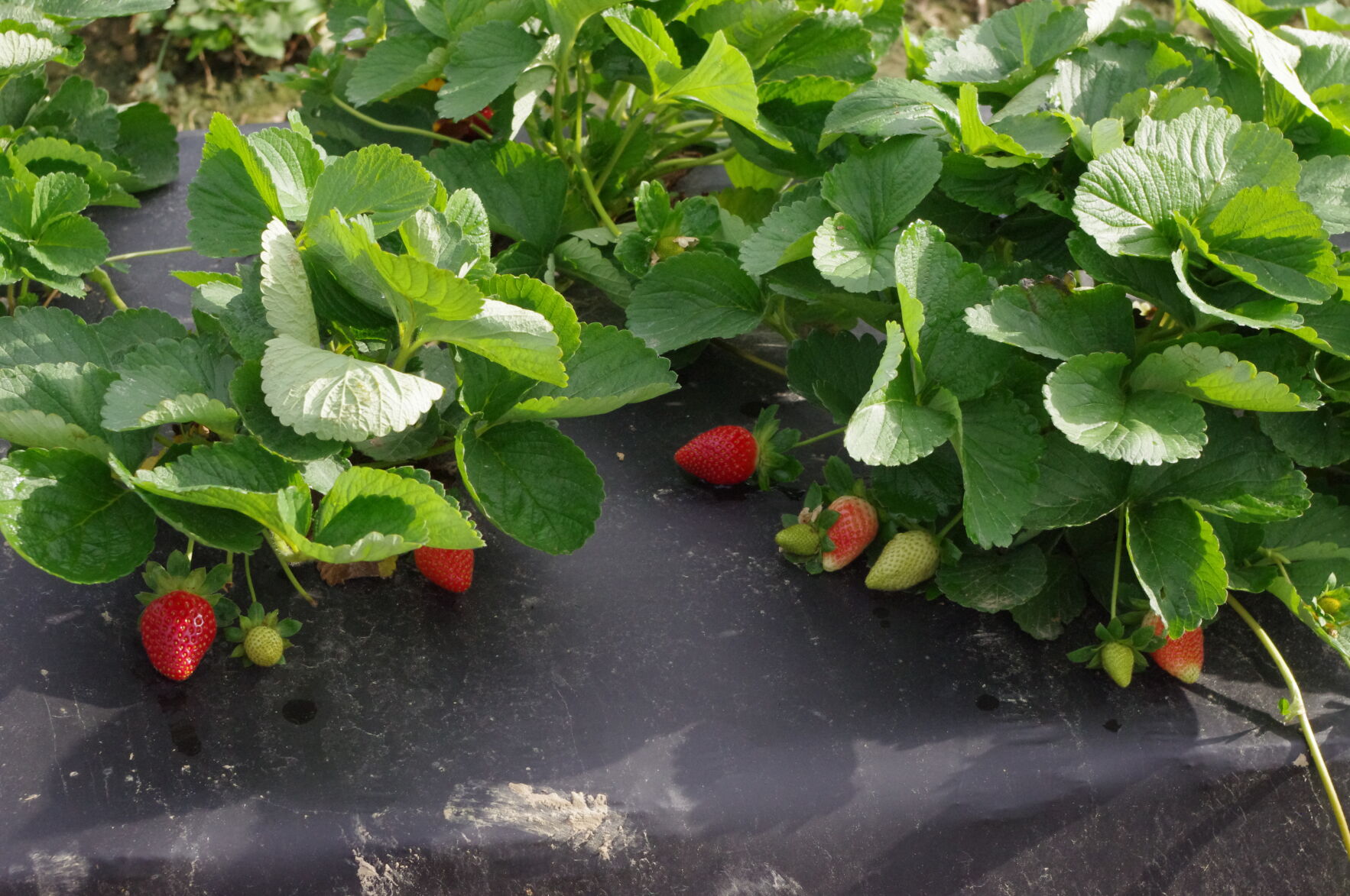 Strawberries are planted.JPG (copy)